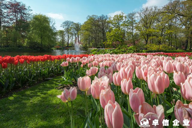 荷蘭公司注冊的難點剖析